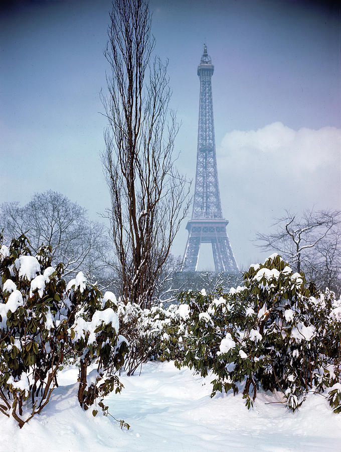 Snow-capped plants in front of Eiffel Tower. Photograph by Dmitri Kessel