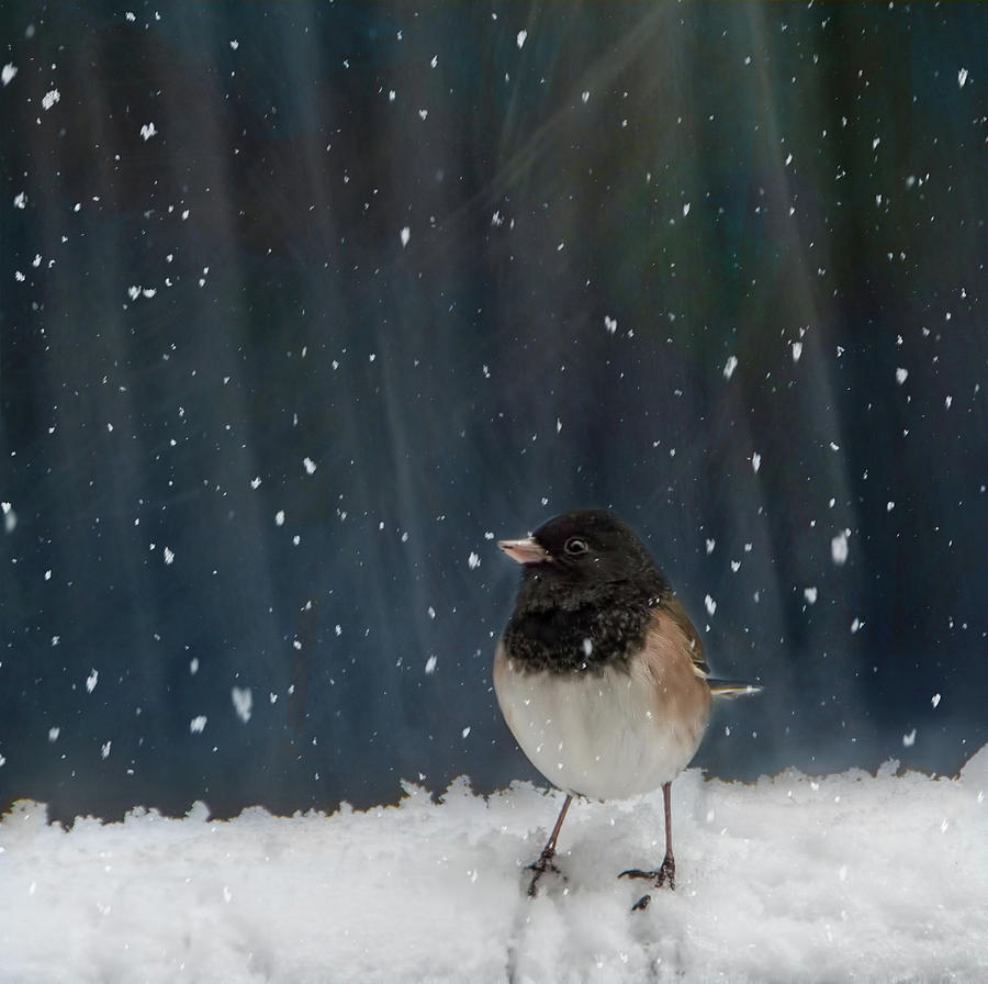 Bird in Snow Mixed Media by Marilyn Wilson