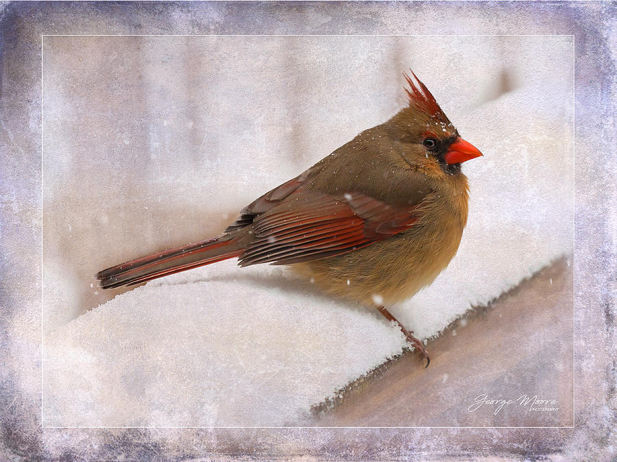 Snow Cardinal Photograph by George Moore