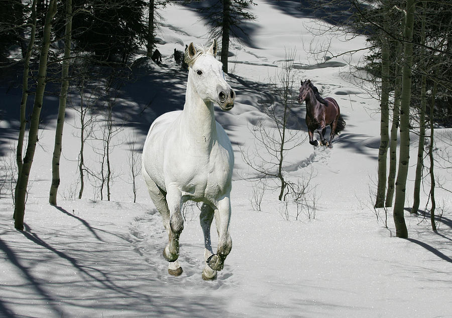 Animal Photograph - Snow Chase by Bob Langrish