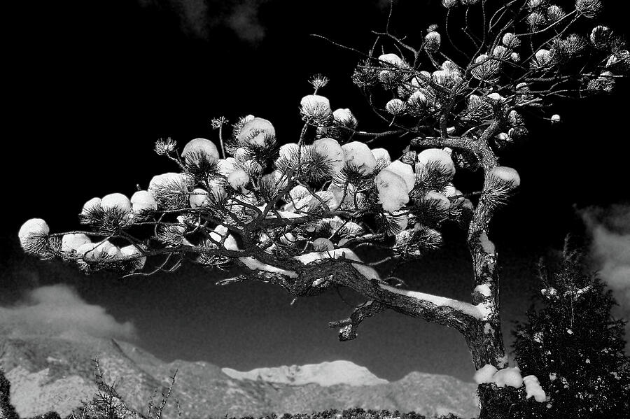 Colorado Springs Photograph - Snow Cottonballs On Evergreen Seedling, Infrared  by Bijan Pirnia