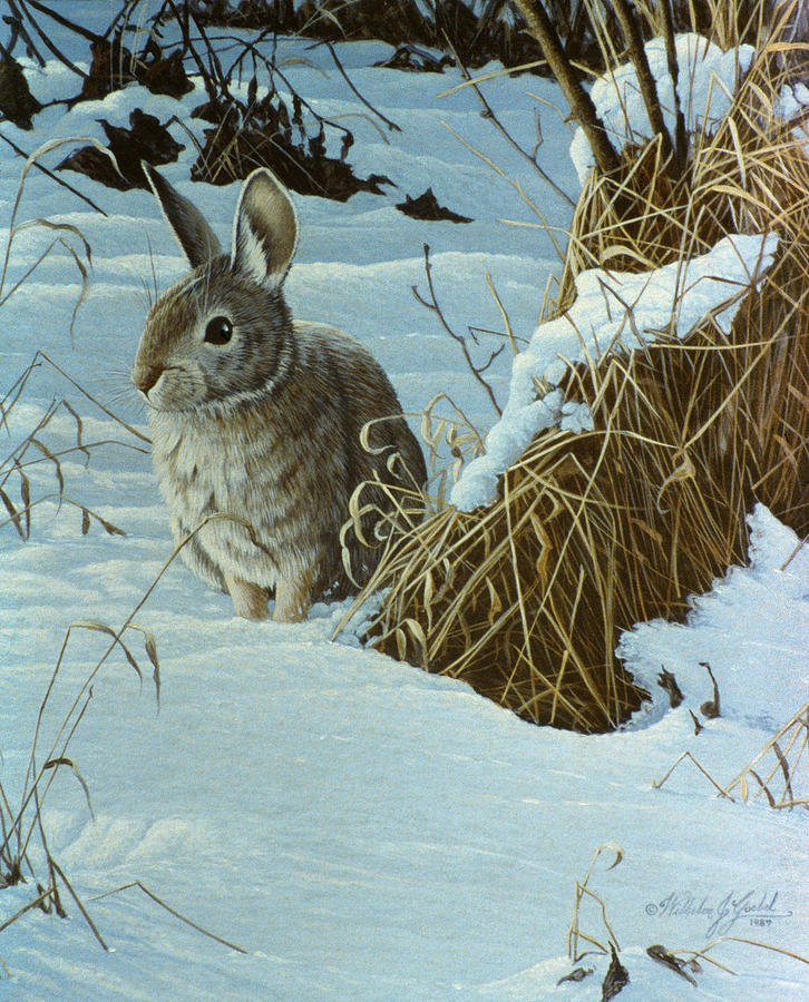 Snow Cover Cottontail Painting by Wilhelm Goebel - Fine Art America