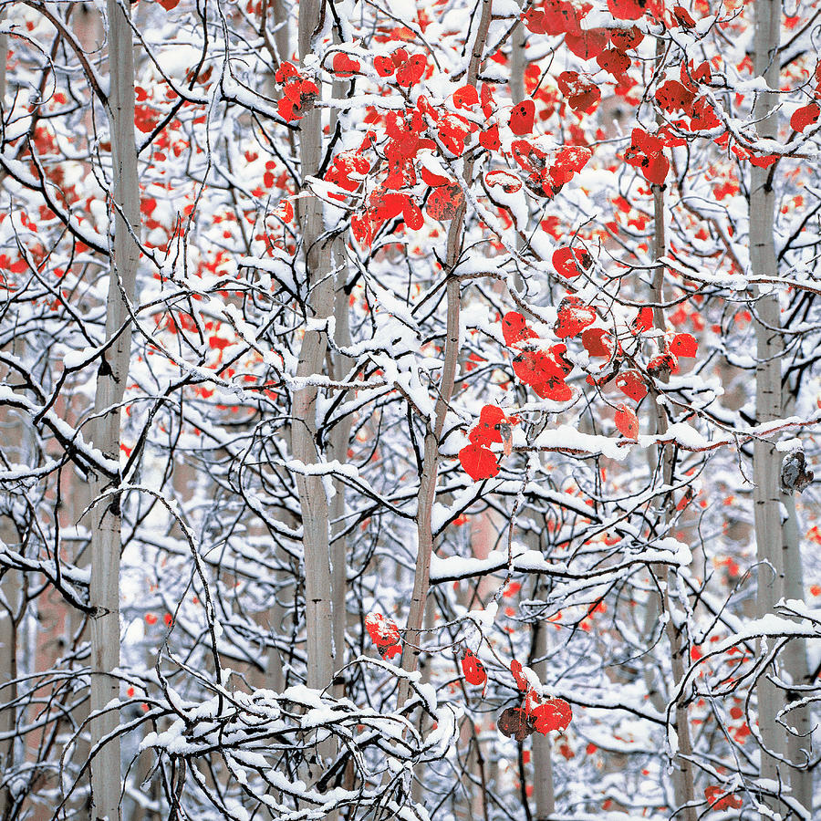 Horizontal Photograph - Snow Covered Aspen Trees by Panoramic Images Horizontal Photograph - Snow Covered Aspen Trees by Panoramic Images