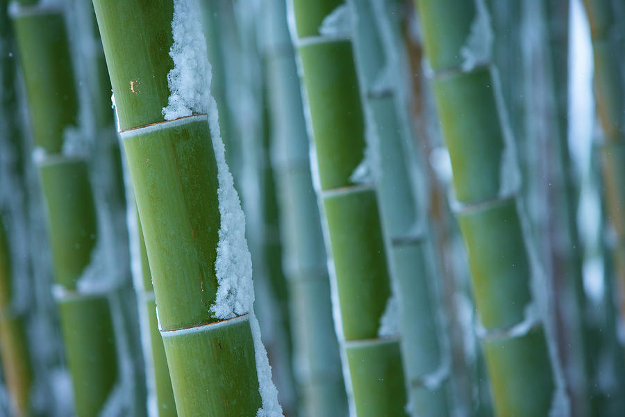 Snow Covered Bamboo Trees In Forest Photograph by Photoaraki.com