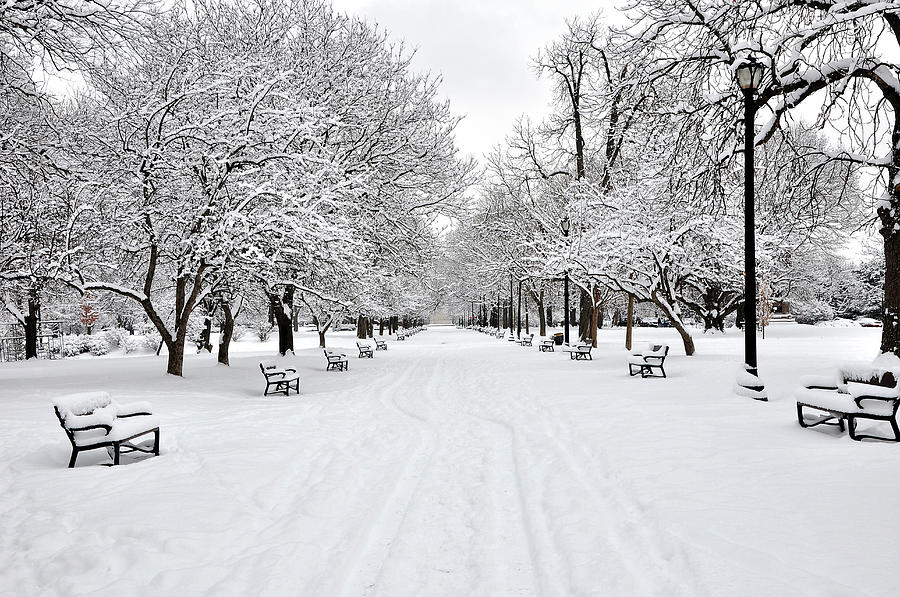Snow Covered Benches And Trees In Photograph by Shobeir Ansari Snow Covered Benches And Trees In Photograph by Shobeir Ansari