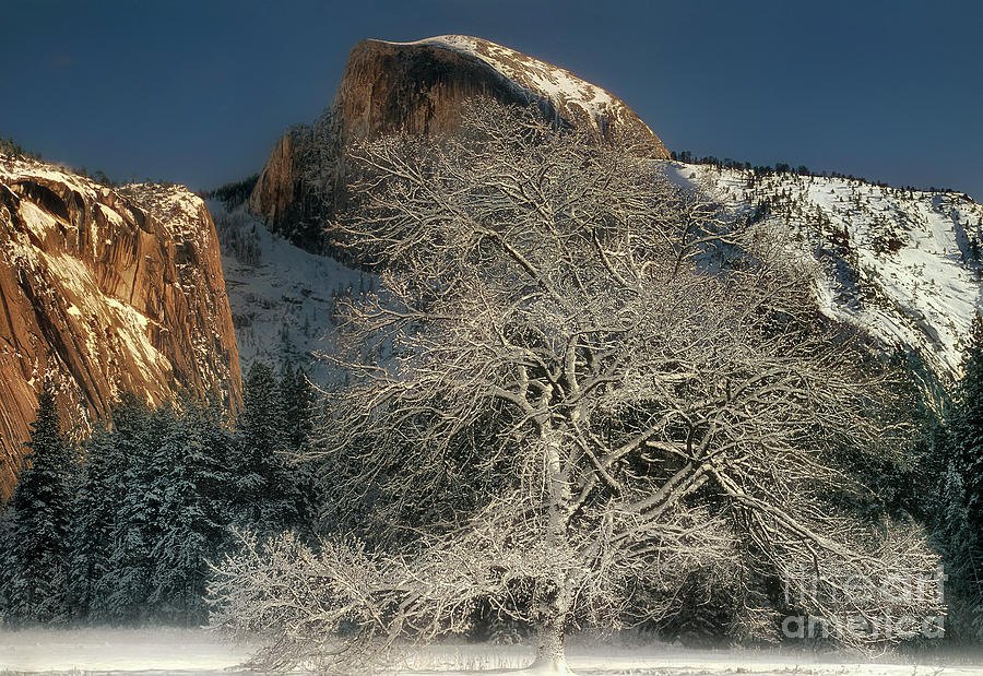Snow-covered Black Oak Half Dome Yosemite National Park California Photograph by Dave Welling