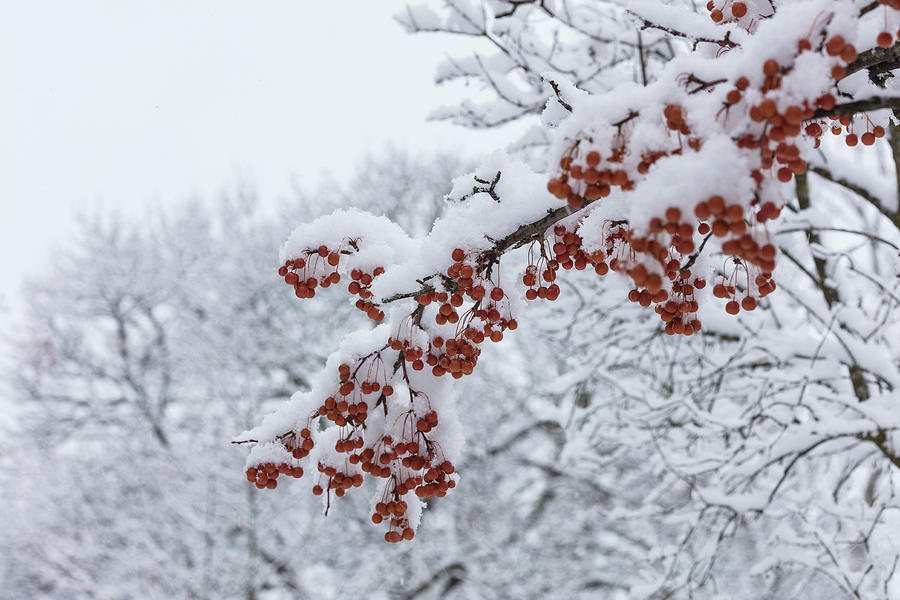 Snow Covered Branches Of Red Berries Photograph By Susan Schmidt