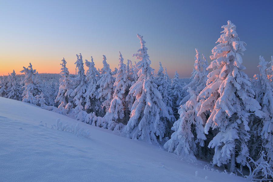 Snow Covered Conifer Trees At Dawn by Raimund Linke