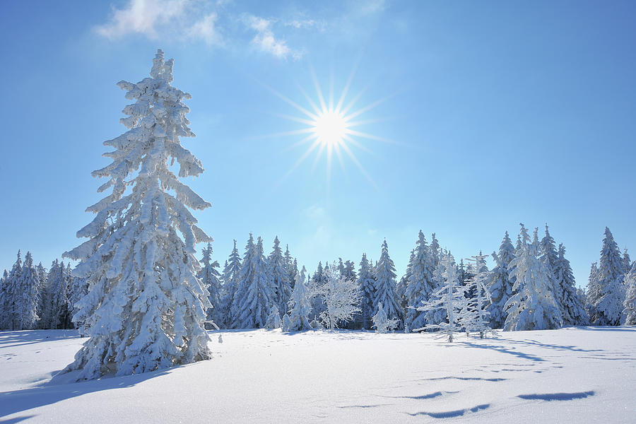 Snow Covered Conifer Trees With Sun by Raimund Linke