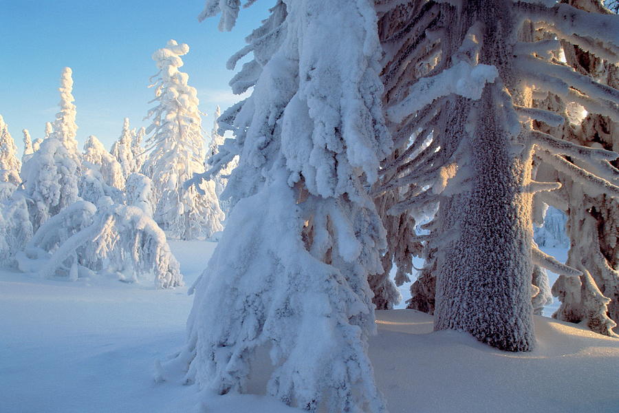 Snow-covered Coniferous Forest, Finland Photograph by Hans Strand