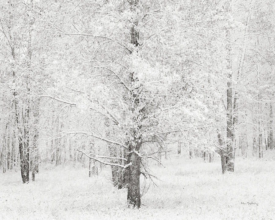 Abstract Photograph - Snow Covered Cottonwood Trees by Alan Majchrowicz