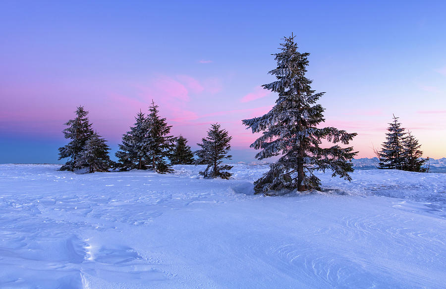 Snow Covered Fir Trees In Swiss Jura Photograph by Sa*ga Photography