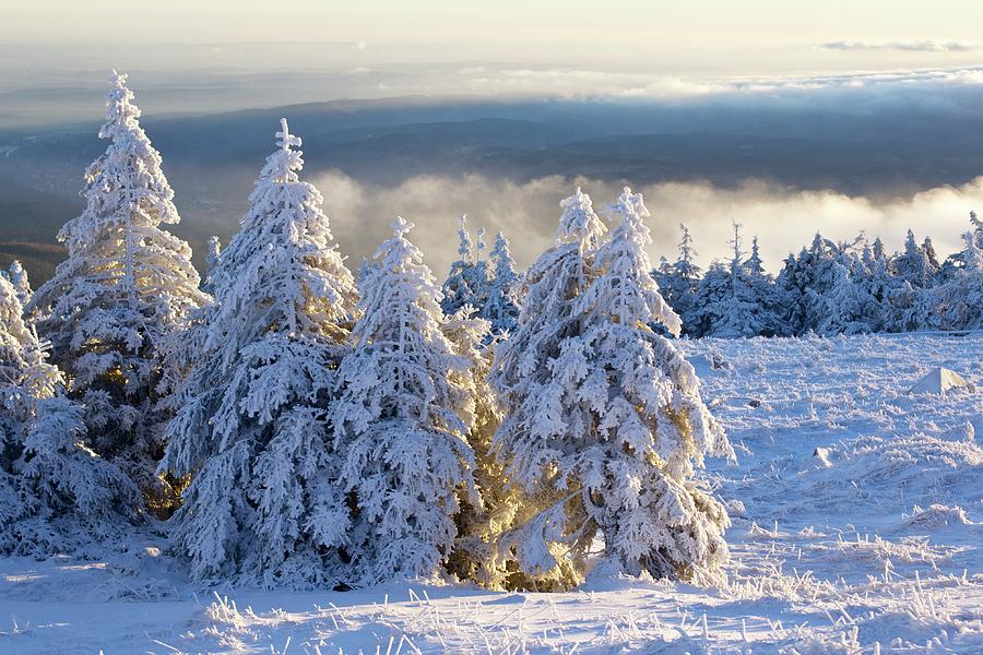 Snow Covered Firs In Morning Light Photograph by Gerald Grote