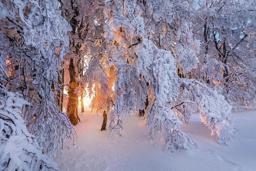 Snow Covered Forest Digital Art by Reinhard Schmid