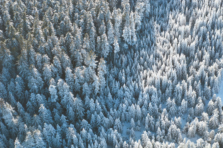 Snow Covered Forest Photograph by Stockstudiox