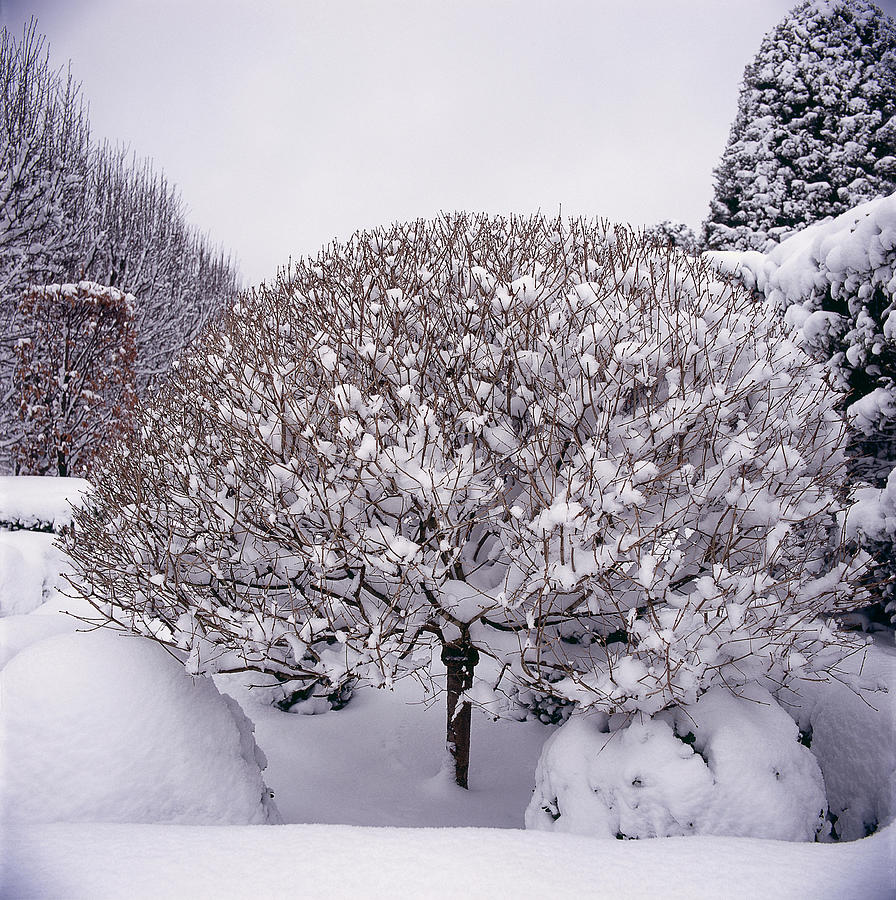 Snow Covered Garden Photograph by Richard Felber Snow Covered Garden Photograph by Richard Felber