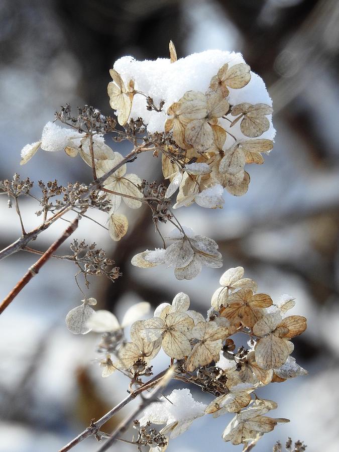 Hydrangea Photograph - Snow Covered Hydrangia by Barbara Ebeling