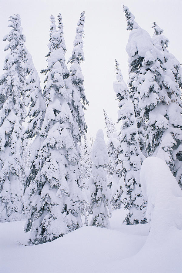 Snow-covered Lodge Pole Pines Photograph by Comstock