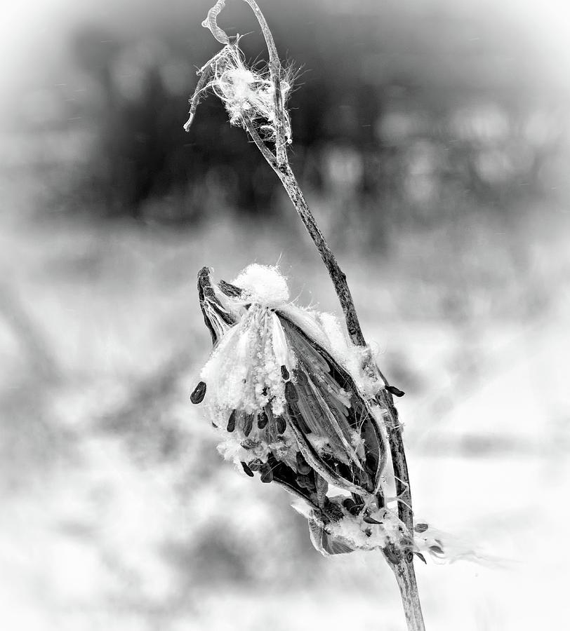 Snow Covered Milkweed - Vignette bw Photograph by Steve Harrington