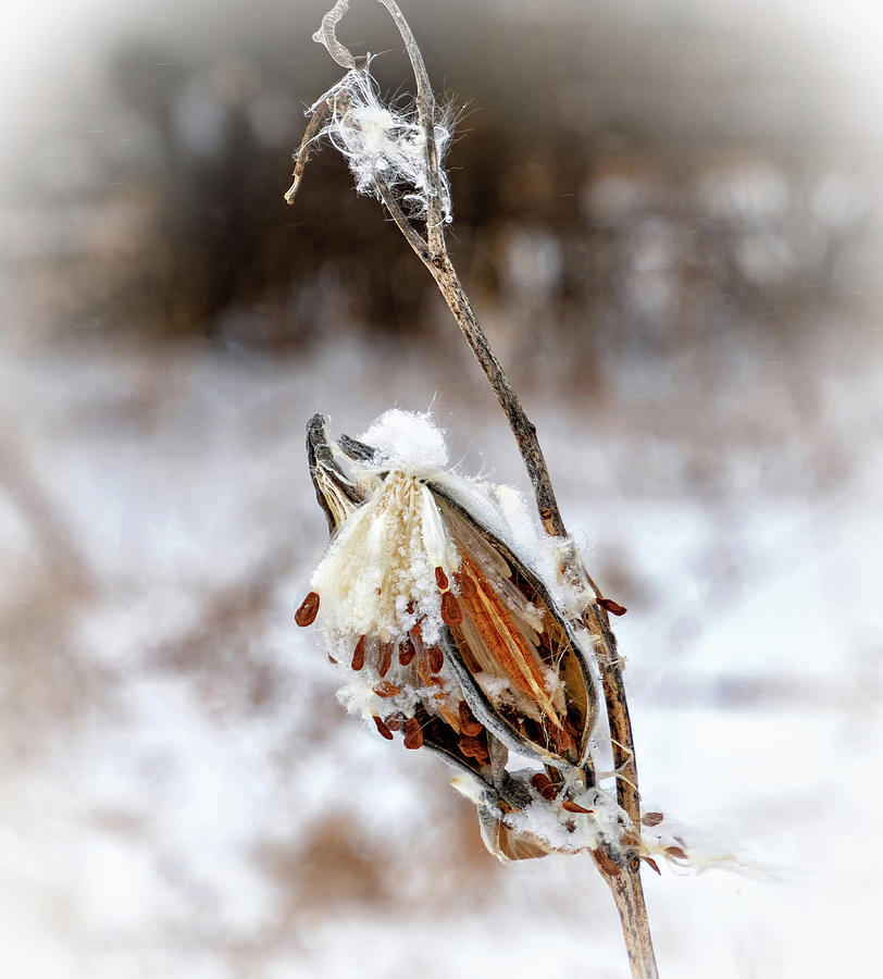 Snow Covered Milkweed - Vignette Photograph by Steve Harrington