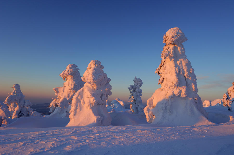 Snow-covered Norway Spruce Trees Photograph by Martin Ruegner