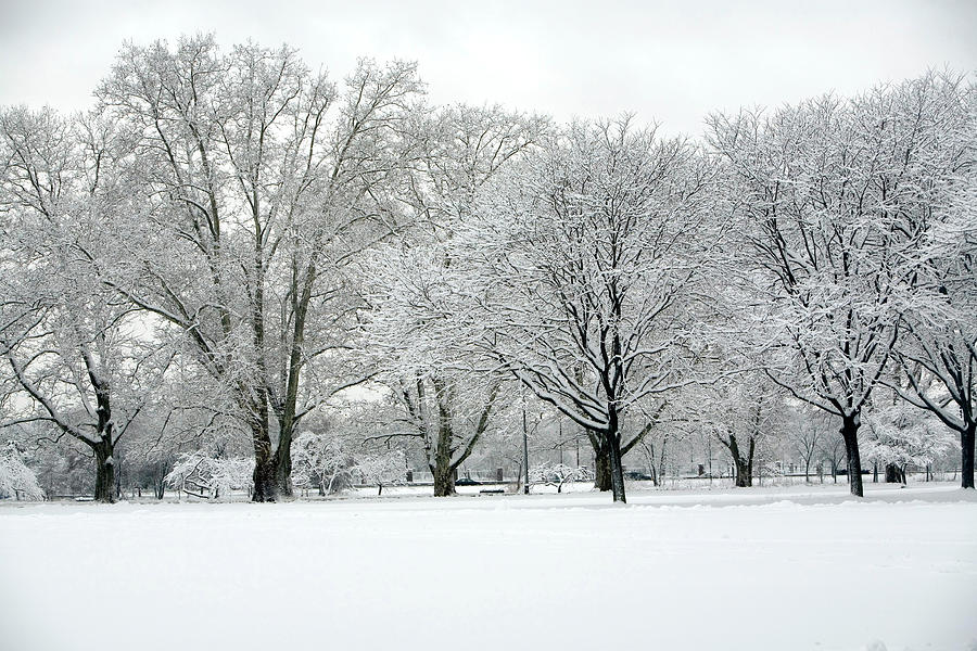 Snow Covered Park Photograph by Terraxplorer