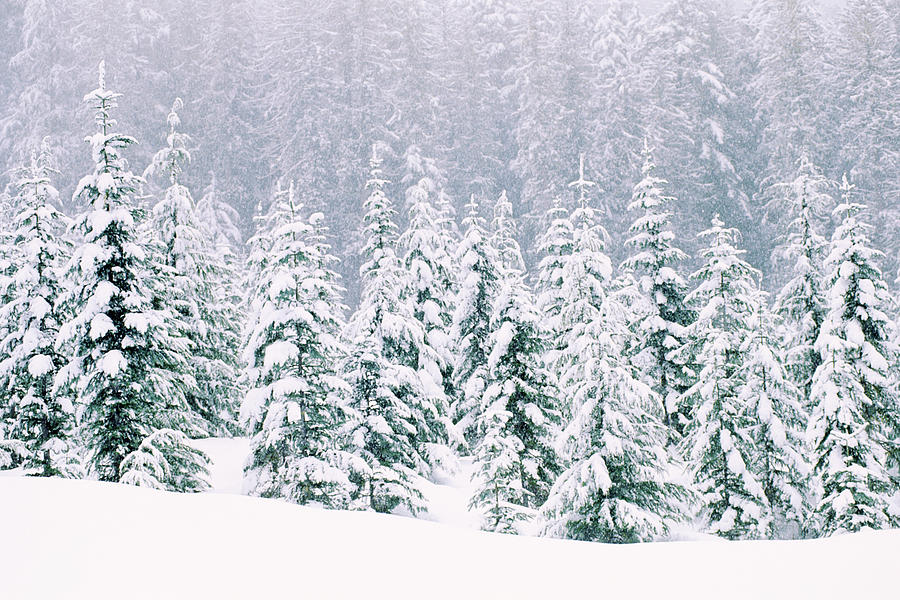 Snow Covered Pine Trees Photograph by Thinkstock Images