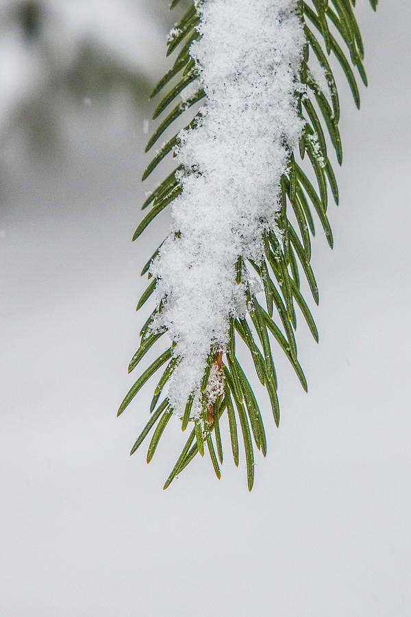 Snow Covered Pines Needles  Photograph by John McGraw