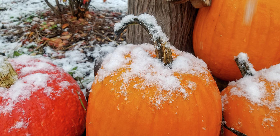 Snow Covered Pumpkins Photograph by Brook Burling