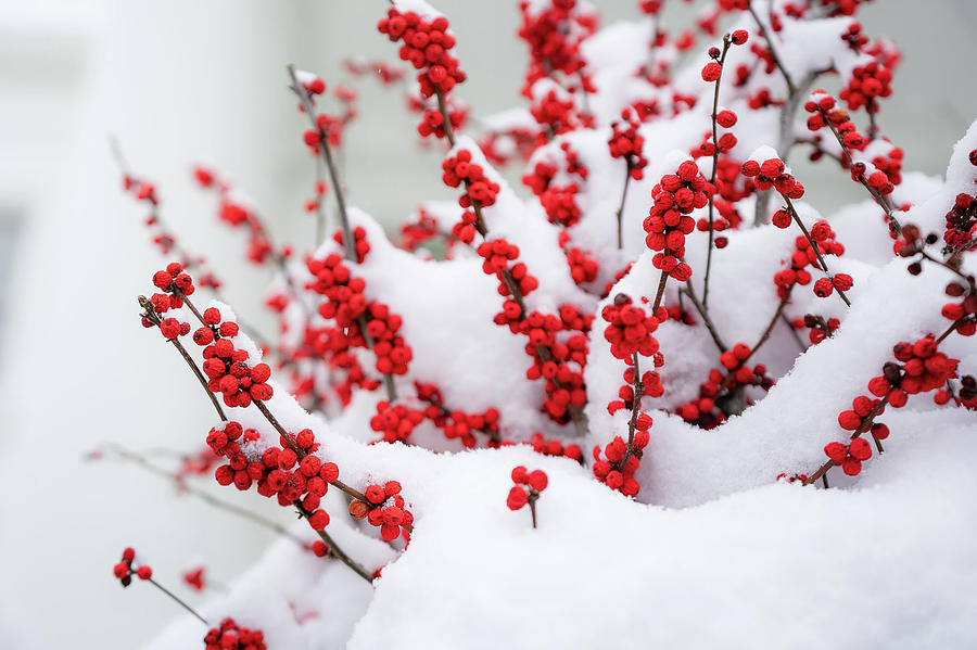Snow-covered red berries are seen at the White House Painting by Celestial Images