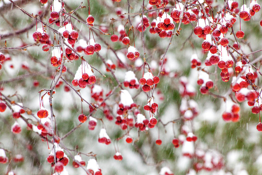 Snow Covered Red Berries by Trevor Slauenwhite Snow Covered Red Berries by Trevor Slauenwhite