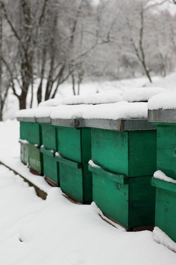 Snow-covered, Sealed Bee Hives In Snowy Landscape Photograph by Sabine Lscher