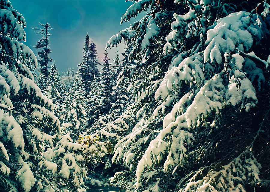 Snow Covered Spruce Trees Photograph by Daniel J. Grenier