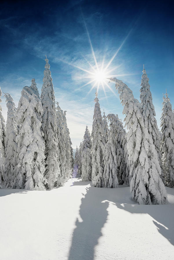 Snow-covered Spruce Trees picea In Winter, Feldberg, Todtnauberg, Black Forest, Baden-wuerttemberg, Germany Photograph by Daniel Schoenen Fotografie