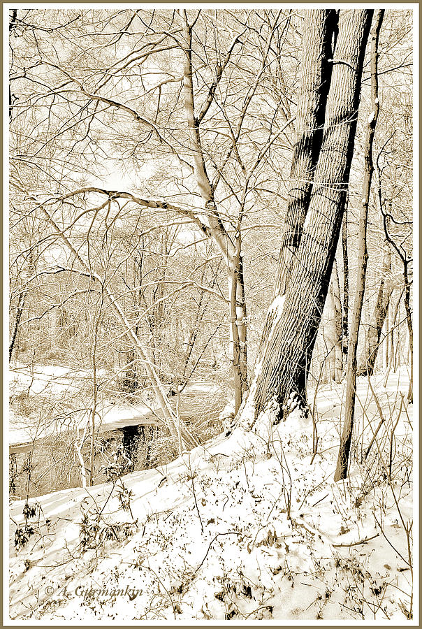 Snow Covered Stream Banks, Southeastern Pennsylvania Photograph by A Macarthur Gurmankin