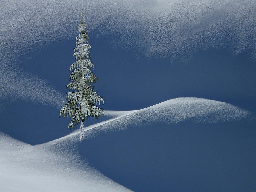 Snow Covered Tree and Mountains Color Photograph by David Dehner