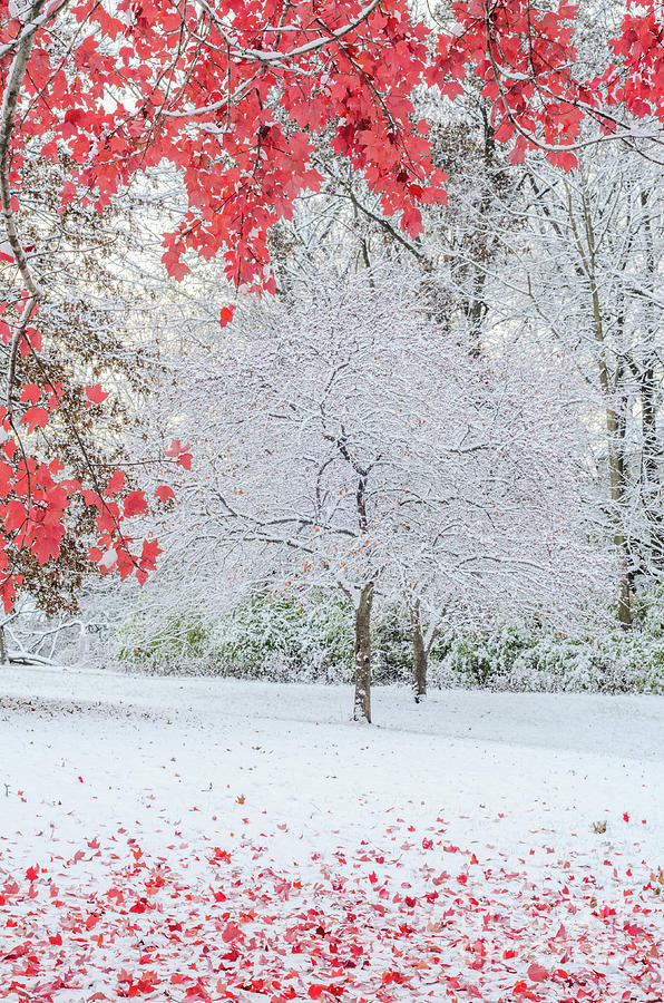 Snow Covered Tree and Red Leaves Photograph by Tamara Becker
