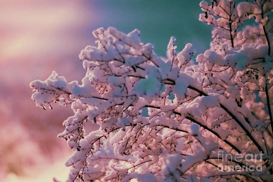 Snow Covered Tree Branches Photograph by Wladimir Bulgar/science Photo Library