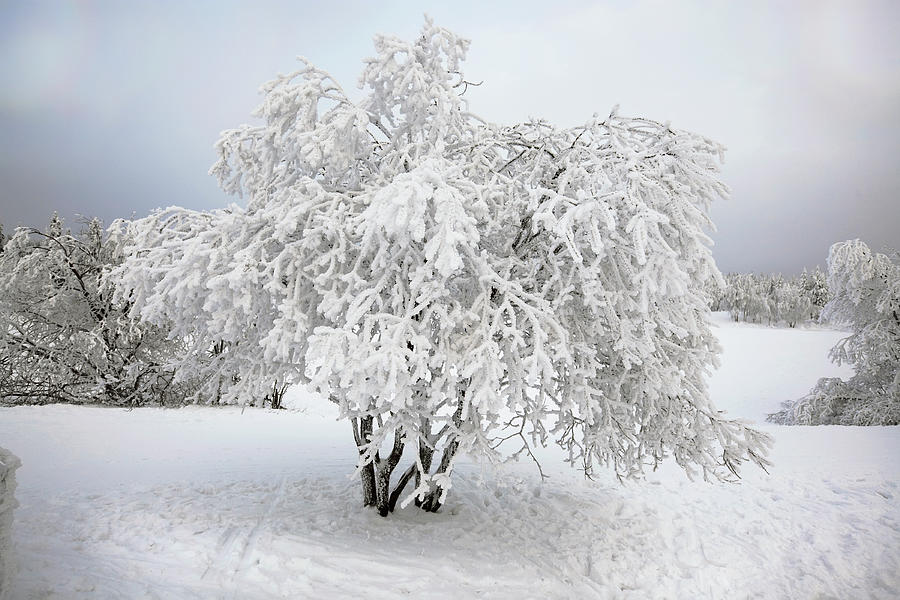 Snow Covered Tree In Winter Photograph by Ekely