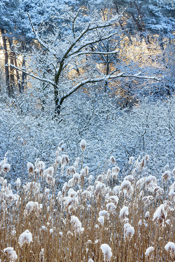 Snow Covered Trees And Reeds Photograph by Heike Odermatt