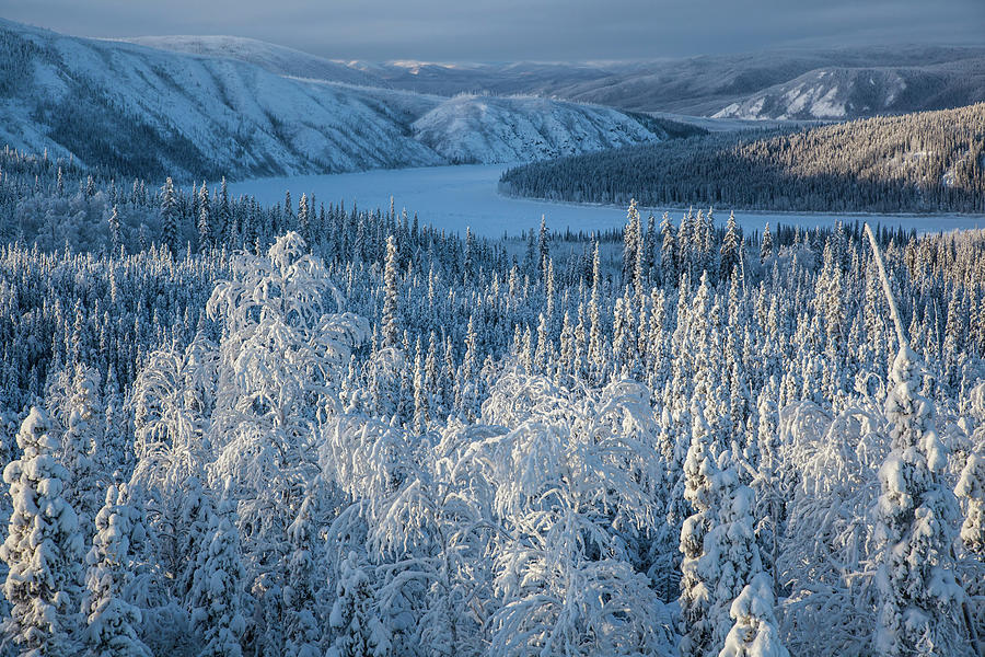 Snow Covered Trees At Yukon River, Yukon-koyukuk Census Area, Alaska, Usa Photograph by Jrg Reuther