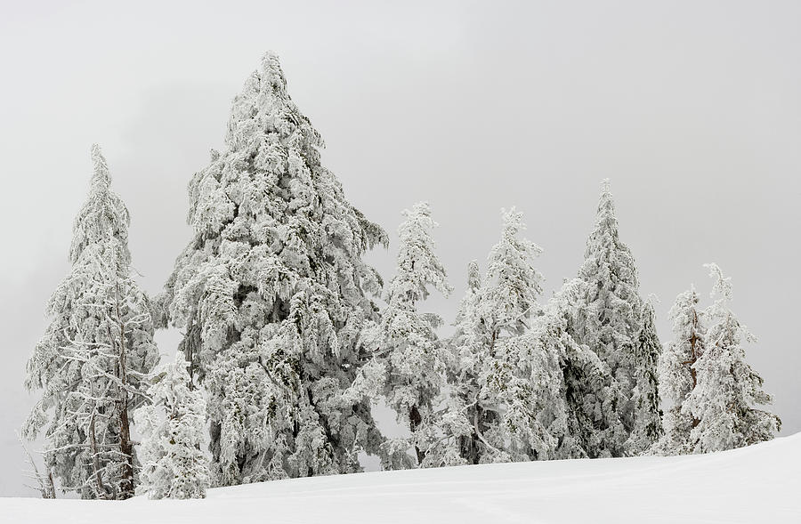 Snow Covered Trees, Crater Lake Photograph by Panoramic Images