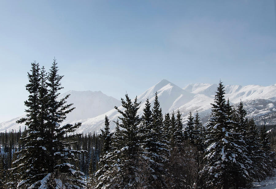 Snow Covered Trees, Denali National Park, Alaska Digital Art by Guido ...