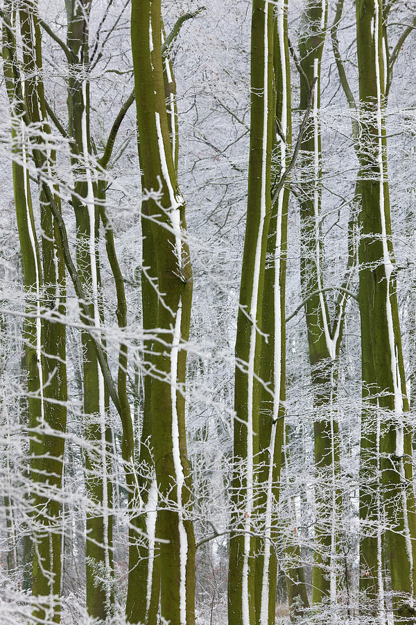 Snow Covered Trees In English Woodland Photograph by Peter Adams