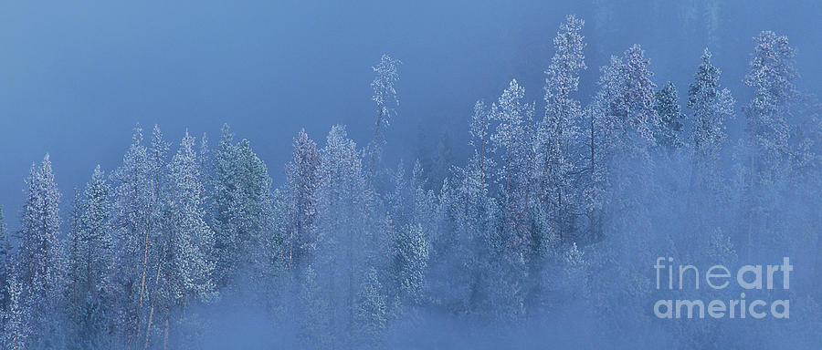 Snow Covered Trees In Fog Yellowstone National Park Wyoming Photograph by Dave Welling