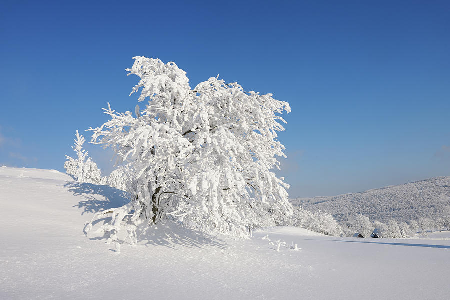 Snow Covered Trees In Winter Landscape Photograph by Martin Ruegner