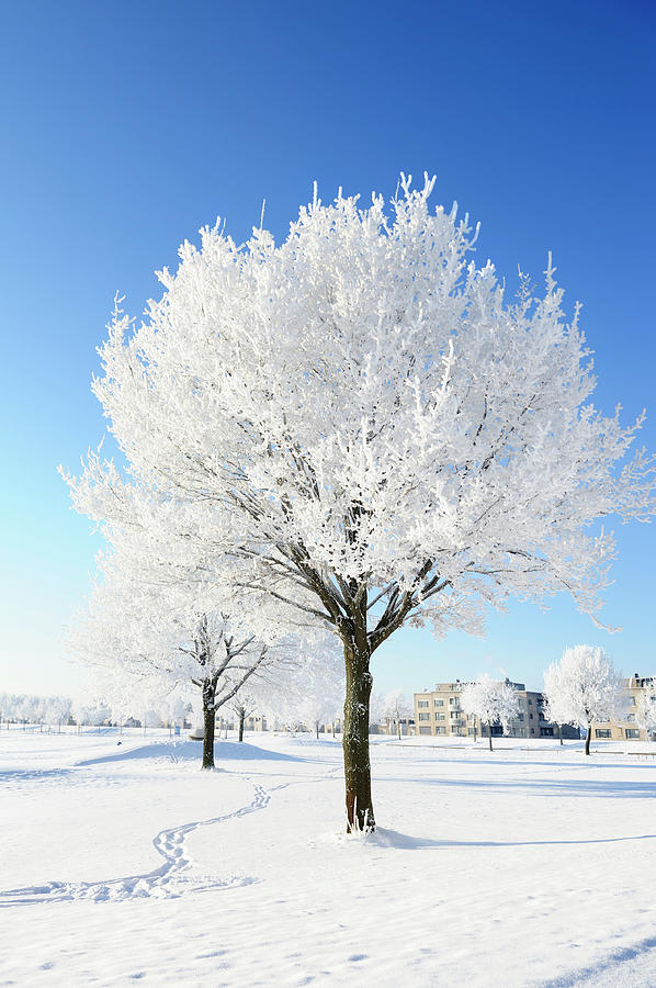 Snow Covered Trees In Winter Landscape Photograph by Nikitje