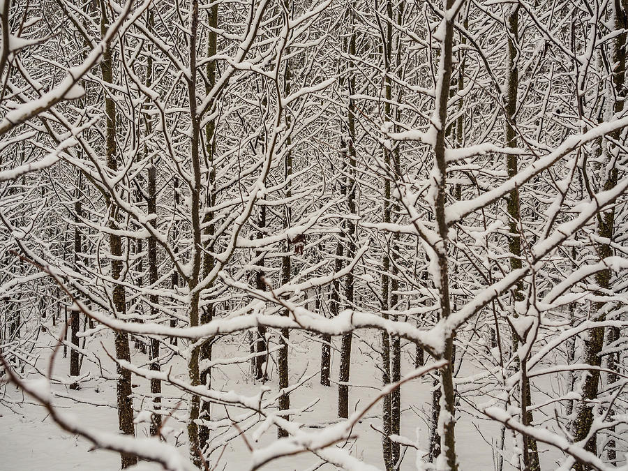 Snow Covered Trees Photograph by Louis Dallara