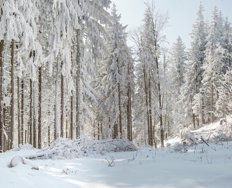 Snow Covered Trees Digital Art by Martha Feustel