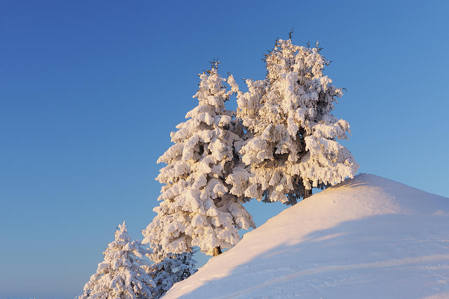 Snow Covered Trees On Top Of Hill Photograph by Martin Ruegner